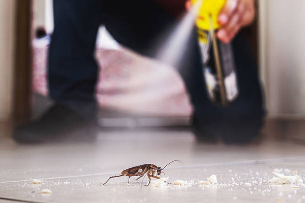 Best Insect Control  in Lake Pocotopaug, CT